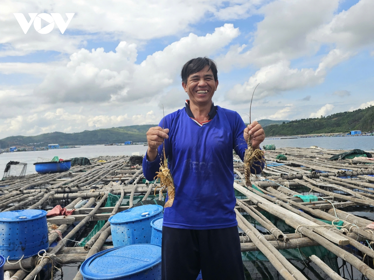 Nghề nuôi tôm hùm ở Đắk Lắk cố gắng hài hòa với môi trường biển